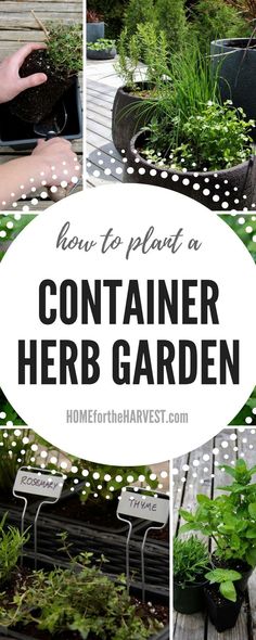 how to plant a container herb garden