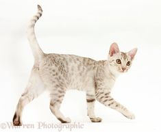 a small cat walking across a white surface