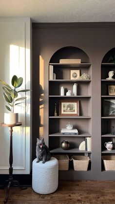 a cat sitting on a stool in front of a bookshelf filled with shelves