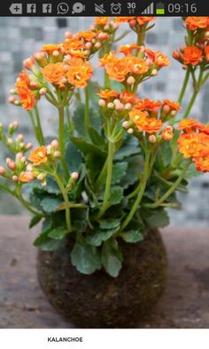 small orange flowers are in a vase on a table next to a brick wall,