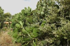 a large green plant with lots of leaves on it's side in the grass