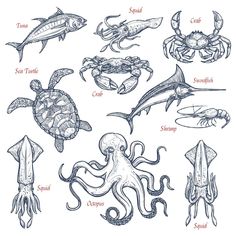 an image of marine animals and their names