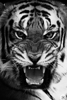 a black and white photo of a tiger with its mouth open