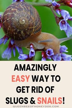 a snail sitting on top of purple flowers with the words amazing easy way to get rid of slugs and snails