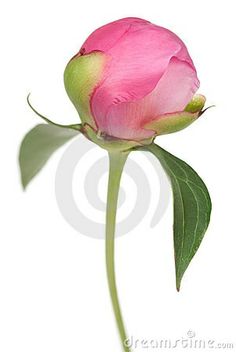 Peony bud Peony Flower Photography, Peony Photography, Peony Photo, Realistic Flower Drawing, Paeonia Suffruticosa, Peony Buds, Peony Drawing, Peony Bud, Watercolor Flowers Tutorial