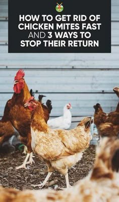 chickens and roosters in a pen with the words how to get rid of chicken mitts fast and 3 ways to stop their return