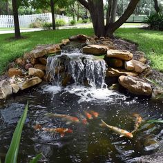 there is a pond with many fish in it