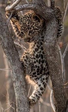 a small leopard climbing up a tree branch