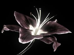 a black and white photo of a flower on a dark background with light coming from the center