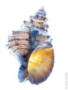 a close up of a sea shell on a white background with blue and yellow colors