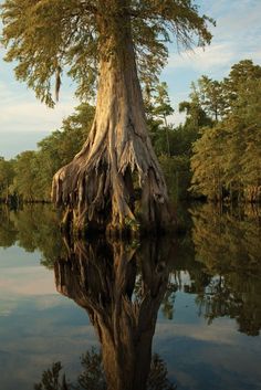 a tree that is sitting in the middle of some water with it's roots sticking out