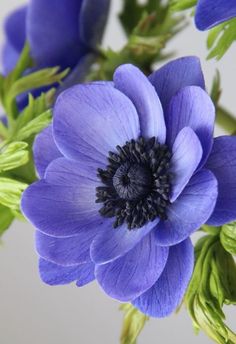 a blue flower with green leaves in it