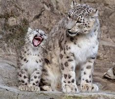 two snow leopards sitting next to each other in front of a rock wall with their mouths open