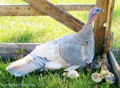 a turkey and her chicks are in the grass by a fence with their heads down