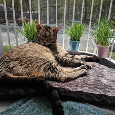 a cat laying on top of a blanket next to a potted plant in front of a window