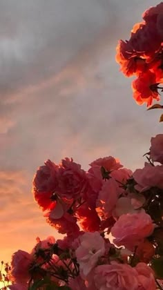 pink flowers are in the foreground as the sun sets behind them, and there is no image to provide a caption for