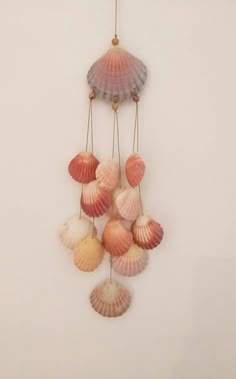 several seashells are hanging on the wall