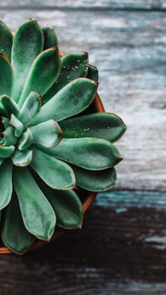 a close up of a plant in a pot on a wooden table with wood planks