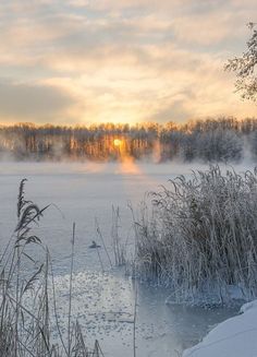 the sun is setting over a frozen lake with reeds in the foreground and trees in the background