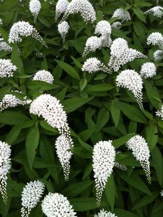 some white flowers are growing in the grass