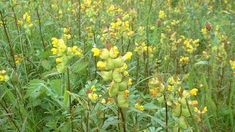 yellow flowers are growing in the grass near other plants and weeds, with green leaves on them