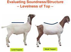 two goats standing next to each other in front of a white background with the words, evaluating soundness / structure - level of top