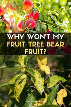 an apple tree with the words why won't my fruit tree bear fruit?