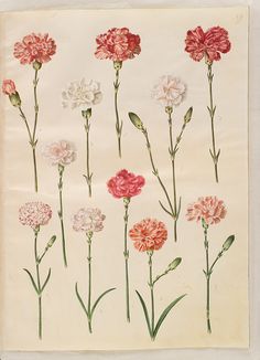 an old book with flowers drawn on the pages and colored in pink, white and red