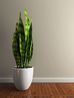 a potted plant sitting on top of a wooden floor next to a white wall