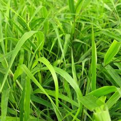 green grass is growing in the field and it looks like they have long leaves on them