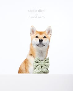 a small dog wearing a bow tie sitting on top of a white surface with the words studio diuvel