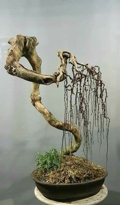 an art piece is displayed in the water with vines hanging from it's sides