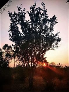 the sun is setting behind a tree