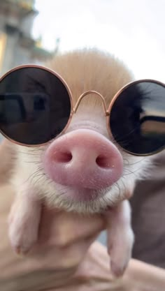 a small pig with sunglasses on it's face is held up to the camera