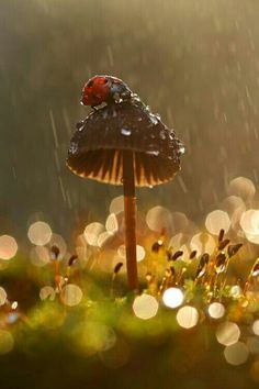 a mushroom with a ladybug on it sitting in the grass under a rain