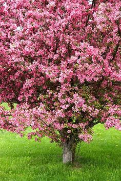 a tree that is in the grass with pink flowers