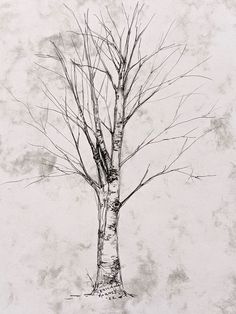 a pencil drawing of a tree with no leaves