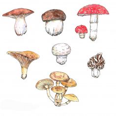 different types of mushrooms on a white background, watercolor and ink drawing by hand