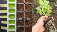 someone is holding a plant in their hand and the other side has several seed trays filled with plants