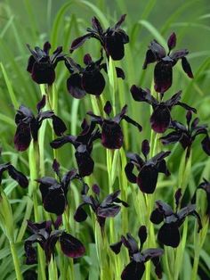 the black flowers are blooming in the garden