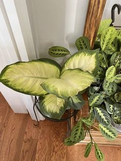 a potted plant sitting on top of a wooden floor next to a mirror and door