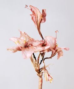 Dry Flowers, No Rain, Final Fantasy Vii, Ikebana, Plant Life, Flowers Photography, Botanical Art, A Flower