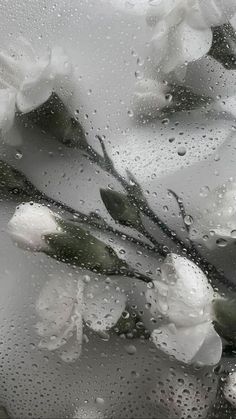 some white flowers are sitting in the rain