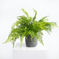 a potted plant sitting on top of a white box