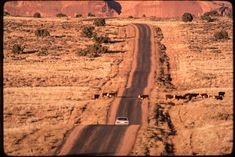 a car driving down a dirt road in the middle of desert with cattle on either side