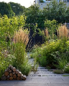 an outdoor garden with lots of plants and rocks on the ground, surrounded by tall grass