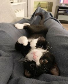 a black and white cat laying on top of a bed with its paws in the air