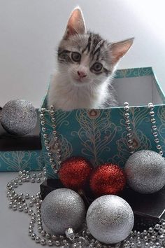 a kitten sitting in a box surrounded by christmas balls and chains on a table top