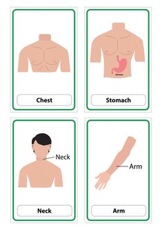 four different types of human body parts with the words chest, neck, arm and stomach