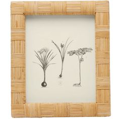 an image of three plants in a bamboo frame